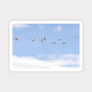 Flying Trumpeter Swans in Formation Magnet