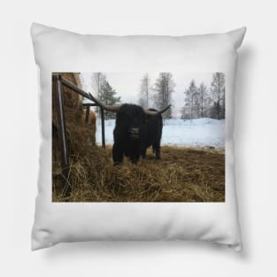 Scottish Highland Cattle Bull 1914 Pillow