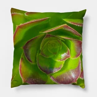 Red Succulent Pillow