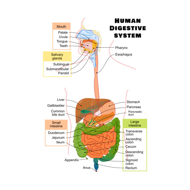 Diagram of the Human Digestive System - Digestion - Kids Long Sleeve T-Shirt | TeePublic