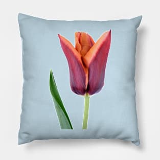 Tulipa  &#39;Slawa&#39;  Triumph Tulip Pillow