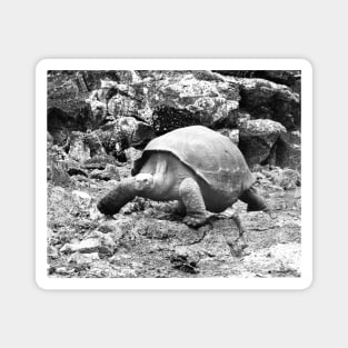 vintage photo of galapagos tortoise Magnet