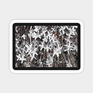 Frozen lavender Magnet