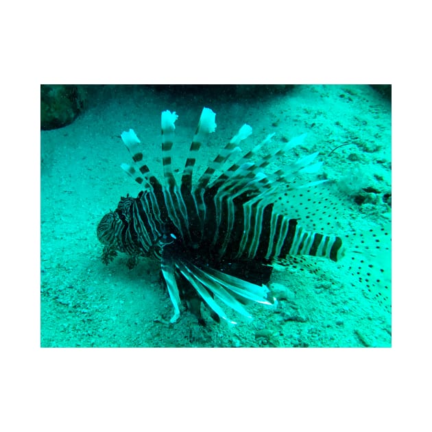 lionfish by likbatonboot