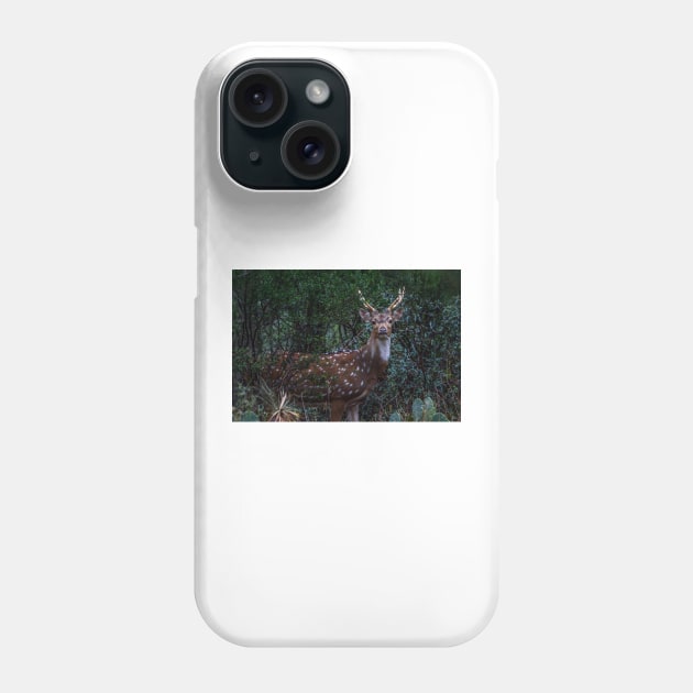 Axis Deer - Chital - Spotted Deer Phone Case by Debra Martz