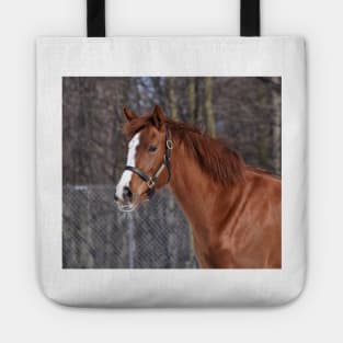 Verrazano filly Tote