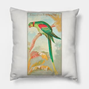 Alexandrine Ring Parakeet Pillow