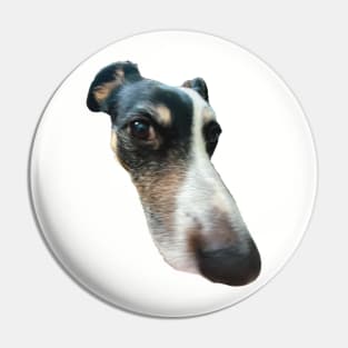 big nose dog funny meme Pin