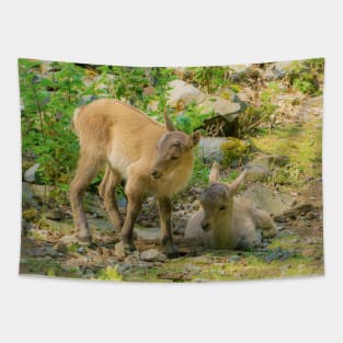 Baby ibexes Tapestry