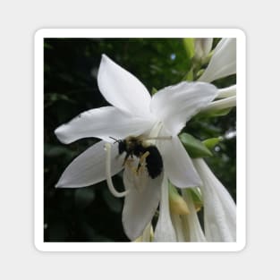 Bee in a Flower Photographic Design - Garden lover gift Magnet