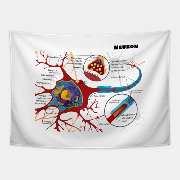 Diagram of a Typical Myelinated Vertebrate Motor Neuron Tapestry by sovereign120