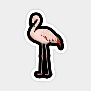 Flamingo Bird Watching Birding Ornithologist Gift Magnet