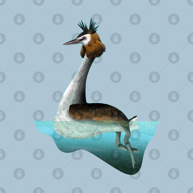 Australasian crested grebe swimming by mailboxdisco