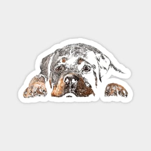 Rottweiler Welpe Magnet