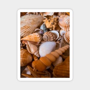 Sea Shells Beach Summer Relax Caribbean Travel Vacation Magnet