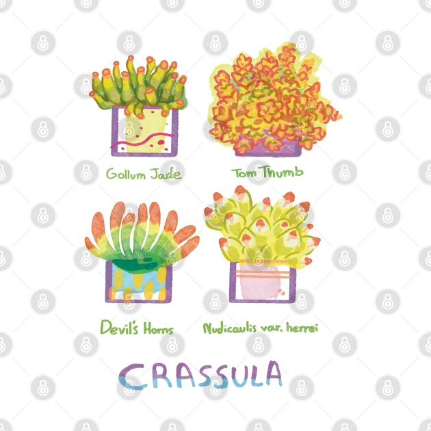 Four Crassula succulents by KO-of-the-self