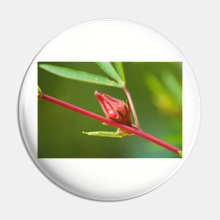 blla red bud Pin