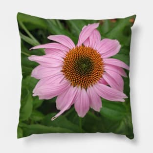 Echinacea Pillow