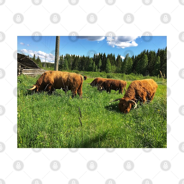 Scottish Highland Cattle Bulls 2415 by SaarelaHighland