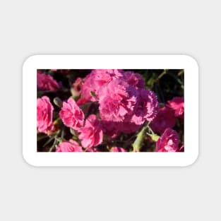 Pink Carnations - by Avril Thomas Magnet