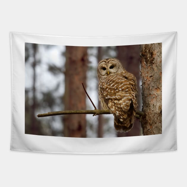 Barred Owl on a limb Tapestry by Jim Cumming