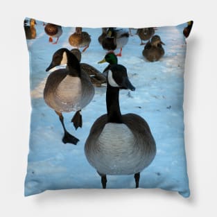 Canada Geese Flock and Mallard Ducks In The Snow Pillow