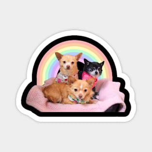 Three Chihuahuas in a rainbow basket Magnet