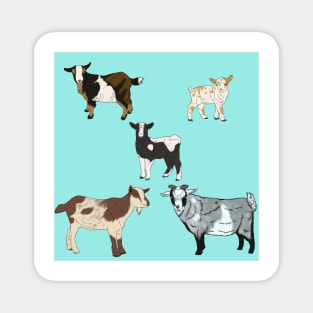 Seafoam Nigerian Dwarf Goats Pattern Magnet