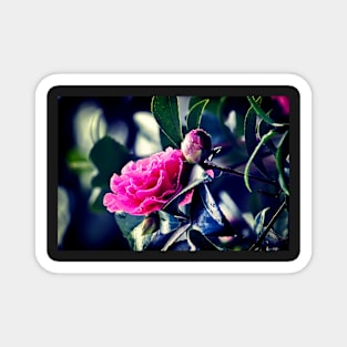 Camellia in the Rain Magnet