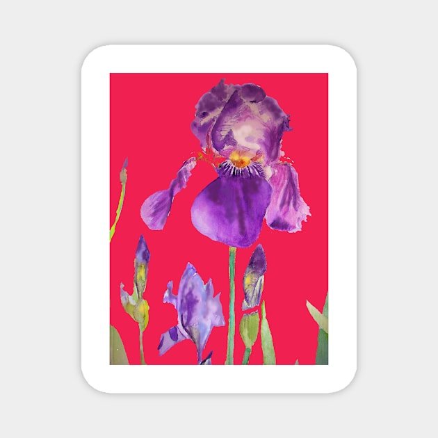 Iris Watercolor Painting - Elegant Purple on Rich Red Magnet by SarahRajkotwala
