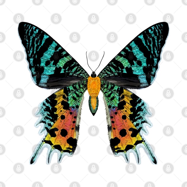 Madagascan Sunset Moth Illustration by CarleahUnique