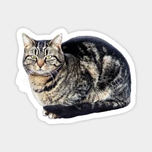 Tabby Cat Sitting Magnet