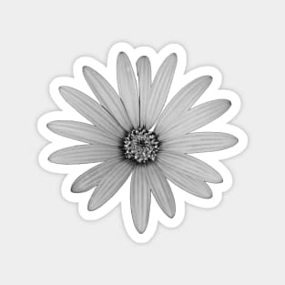 African Daisy Flower Black and White Magnet