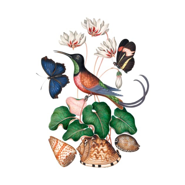 Crimson topaz hummingbird, Cyclamen, Red Postman and shells by WAITE-SMITH VINTAGE ART