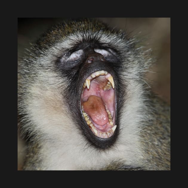 Yawn! Black-faced Vervet Monkey, Kenya. by Carole-Anne