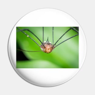 An alien looking harvestman (daddy longleg) Pin