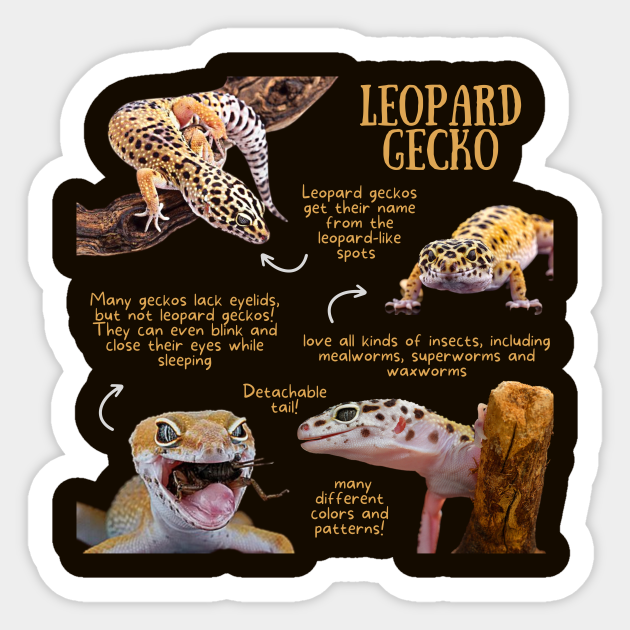 Animal Facts - Leopard Gecko - Gecko - Sticker | TeePublic Animal Facts - Leopard Gecko - Gecko - Sticker | TeePublic