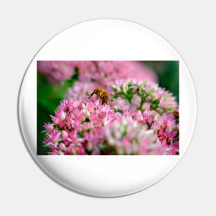 Bee On Stonecrop Flower 1 Pin