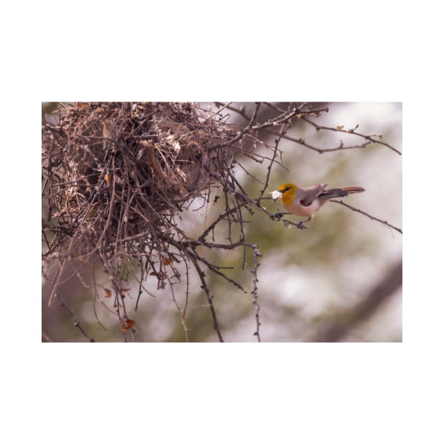 Verdin Nest Building by Debra Martz