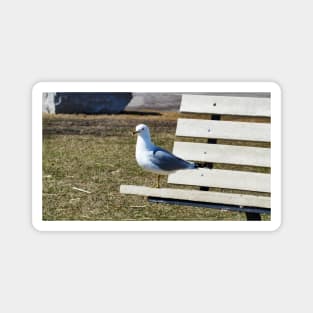 A Gull Standing On A Bench Magnet