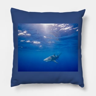 Sun-Rays Bathing a Lemon Shark Pillow