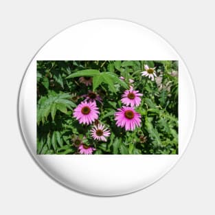 Echinacea Garden Pin