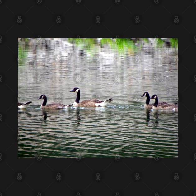 Geese on Peaceful Pond Country Living Photograph Beautiful Photography Art Geese on Lake by tamdevo1