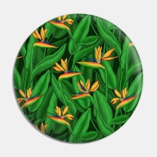 Night bird of paradise garden Pin