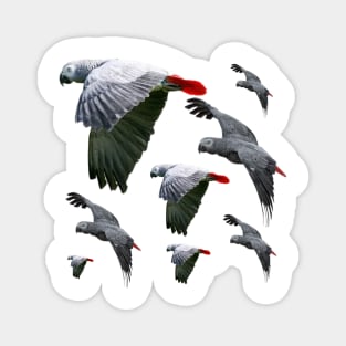 African Grey Parrots Flying Free Magnet