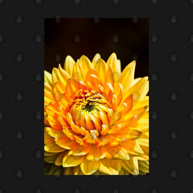 Bright Yellow Chrysanthemum by InspiraImage