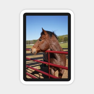 bay horse with red fence Magnet