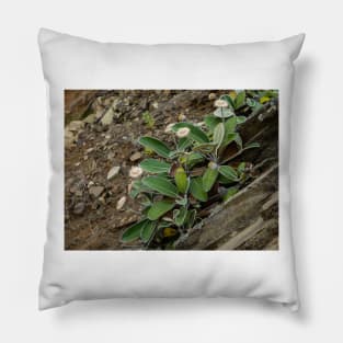 The Marlborough Rock Daisy Pillow