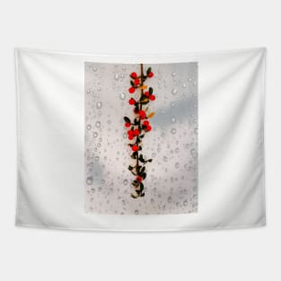 Cotoneaster Tapestry