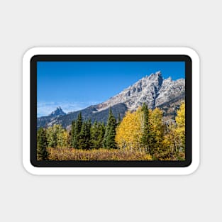 Teton Trees Magnet